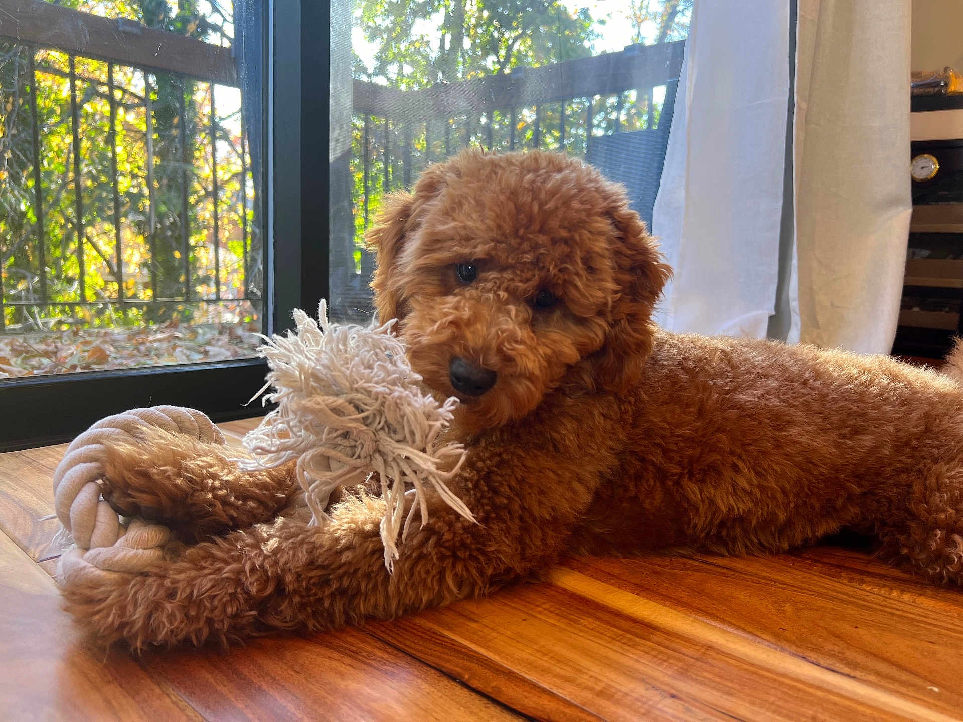 Hazel is registered to the contest to win money with this photo: airedale, animal, canine, cockerspaniel, couch, dog, furniture, hardwood, homedecor, indoors, interiordesign, pet, plush, poodle, puppy, stainedwood, terrier, whitedog, window, wood