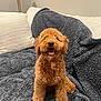Hazel joined the competition — help win amazing prizes! airedale, animal, bed, bedroom, blanket, canine, couch, cushion, dog, furniture, homedecor, indoors, interiordesign, pet, pillow, poodle, puppy, quilt, room, terrier