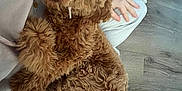 Hazel is registered to the contest to win money with this photo: animal, canine, dog, dogbed, hair, hardwood, indoors, interiordesign, person, pet, poodle, puppy, sitting, stainedwood, wood