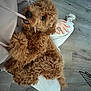 animal, canine, dog, dogbed, hair, hardwood, indoors, interiordesign, person, pet, poodle, puppy, sitting, stainedwood, wood