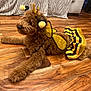 Hazel is registered to the contest to win money with this photo: airedale, animal, ball, canine, clothing, dog, hardwood, hound, indoors, interiordesign, pet, poodle, puppy, sport, stainedwood, tennis, tennisball, terrier, vest, wood