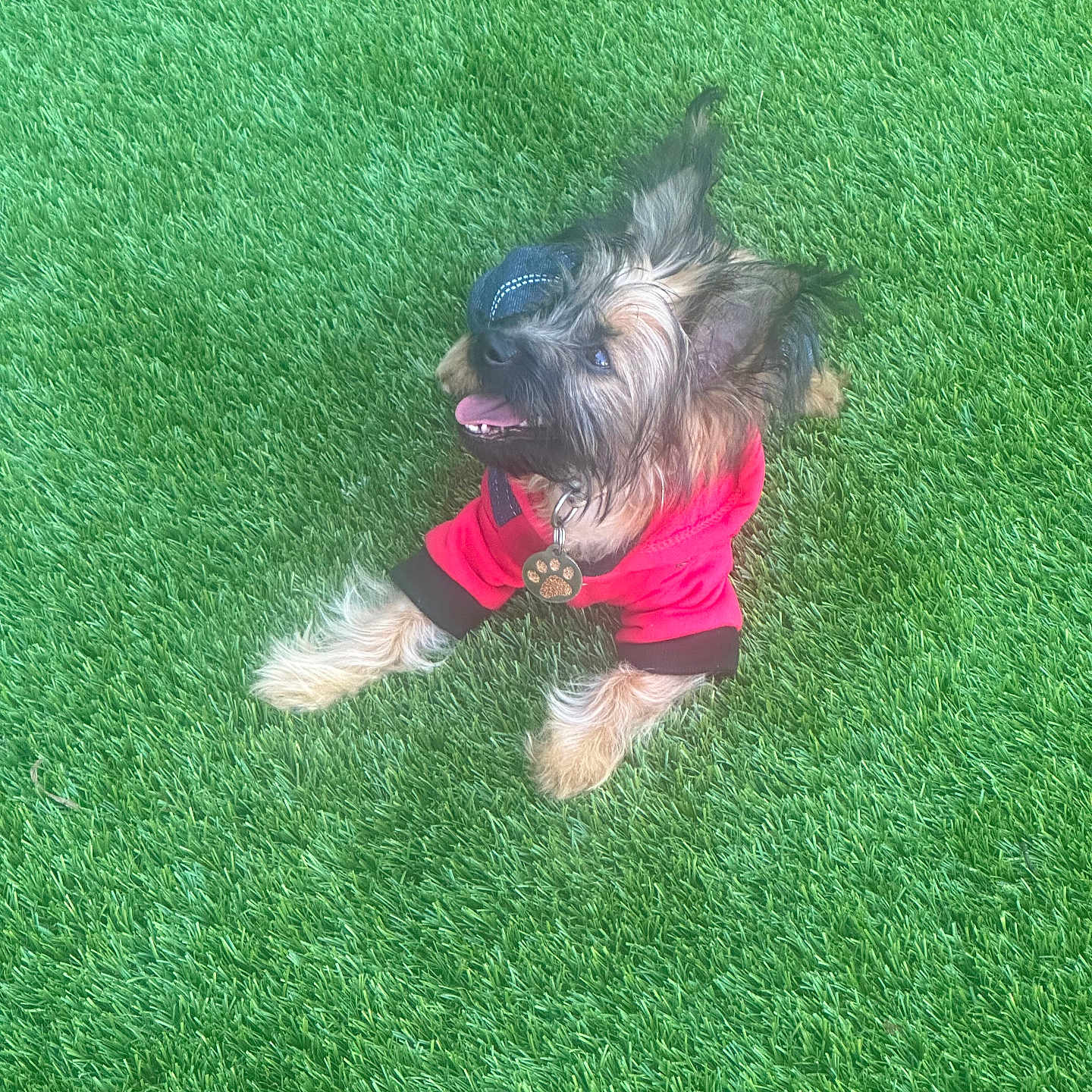 Uno is registered to the contest to win money with this photo: affenpinscher, animal, ball, canine, dog, face, football, grass, head, lawn, outdoors, person, pet, photography, plant, portrait, puppy, soccer, soccerball, terrier