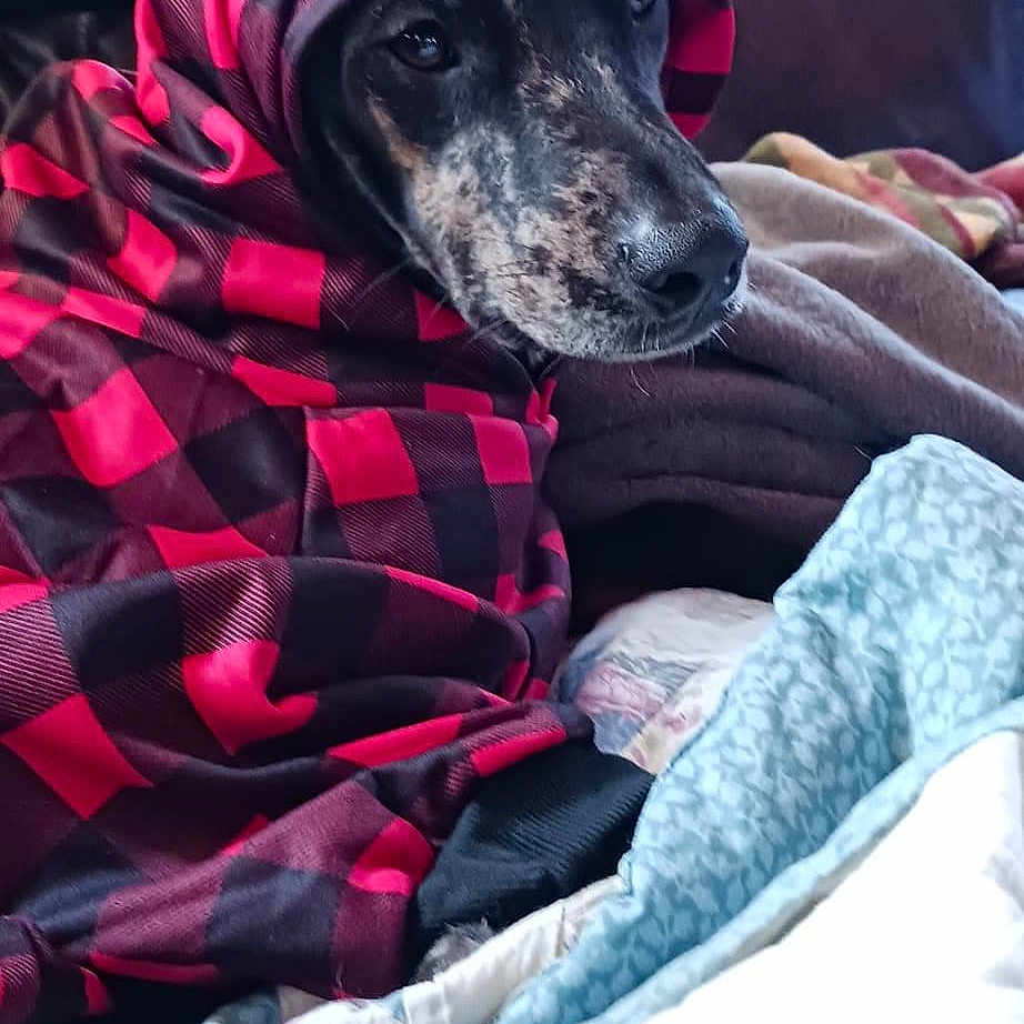 Dundee is registered to the contest to win money with this photo: canidae, carmine, carnivore, comfort, companion_dog, dog, dog_breed, dog_supply, electric_blue, fur, guard_dog, linens, magenta, non_sporting_group, pattern, purple, sporting_group, working_animal