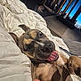 Vixy participe au concours pour gagner de l'argent avec cette photo : dog, puppy, blanket, indoor, playful, smiling, mouth_open, fur, ears, nose, eyes, cozy, comfort, pet, animal, cute, lying_down, home, relaxed, light