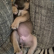 Vixy participe au concours pour gagner de l'argent avec cette photo : puppy, sleeping, cushions, blanket, indoor, pet, dog, nap, cozy, relaxed, fur, paw, cute, animal, resting, home, texture, soft, pattern, young