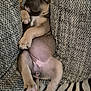 animal, blanket, cozy, cushions, cute, dog, fur, home, indoor, nap, pattern, paw, pet, puppy, relaxed, resting, sleeping, soft, texture, young