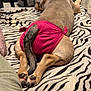 animal, blanket, bottle, canine, cozy, diaper, dog, fabric, food_containers, furniture, home, indoor, lying_down, paws, pet, relaxing, resting, table, tail, zebra_print
