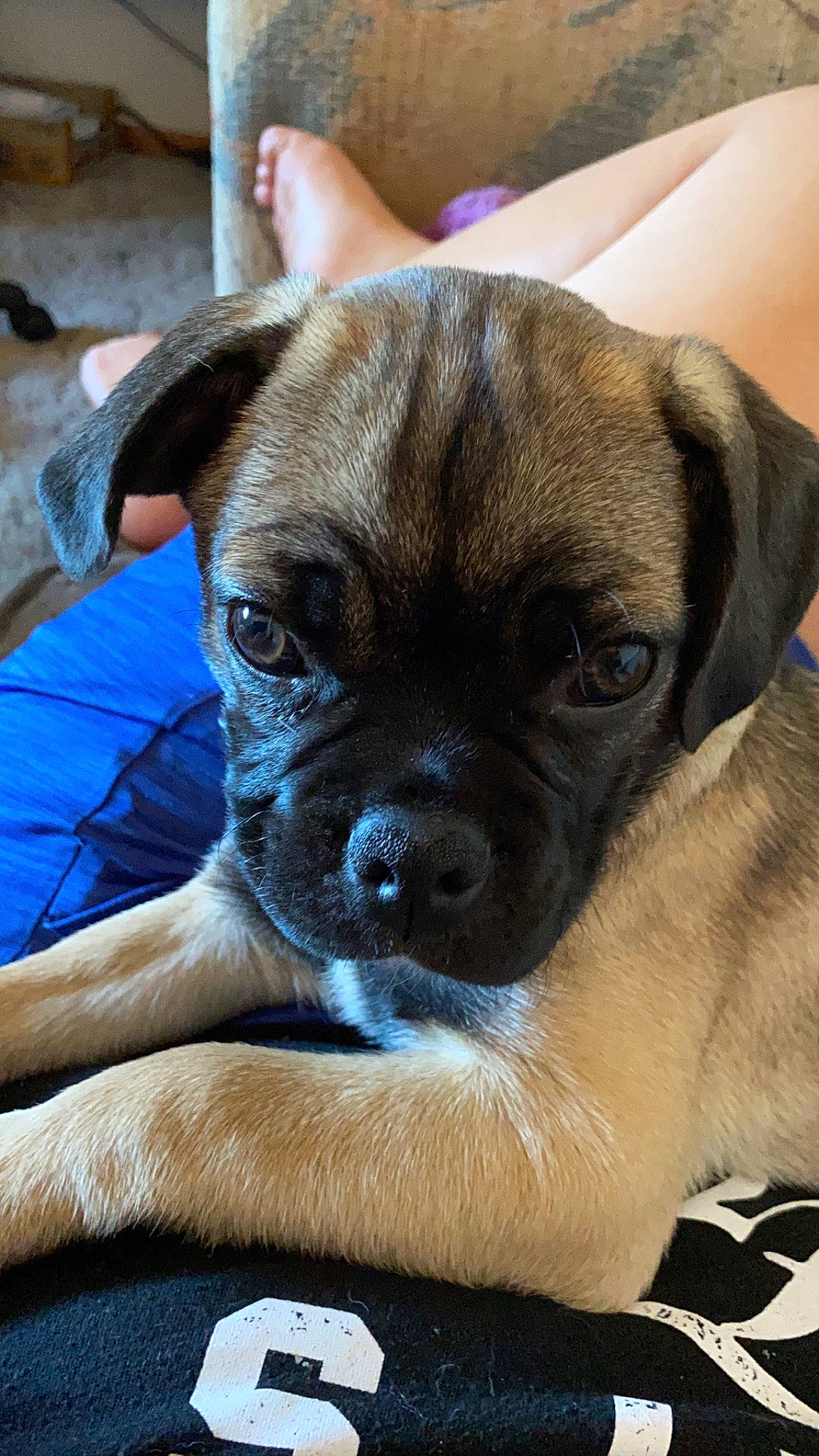 Thor joined the competition — help win amazing prizes! canidae, carlin_pinscher, carnivore, companion_dog, dog, dog_breed, fawn, mammal, pug, puggle, puppy, snout, sporting_group, vertebrate, whiskers