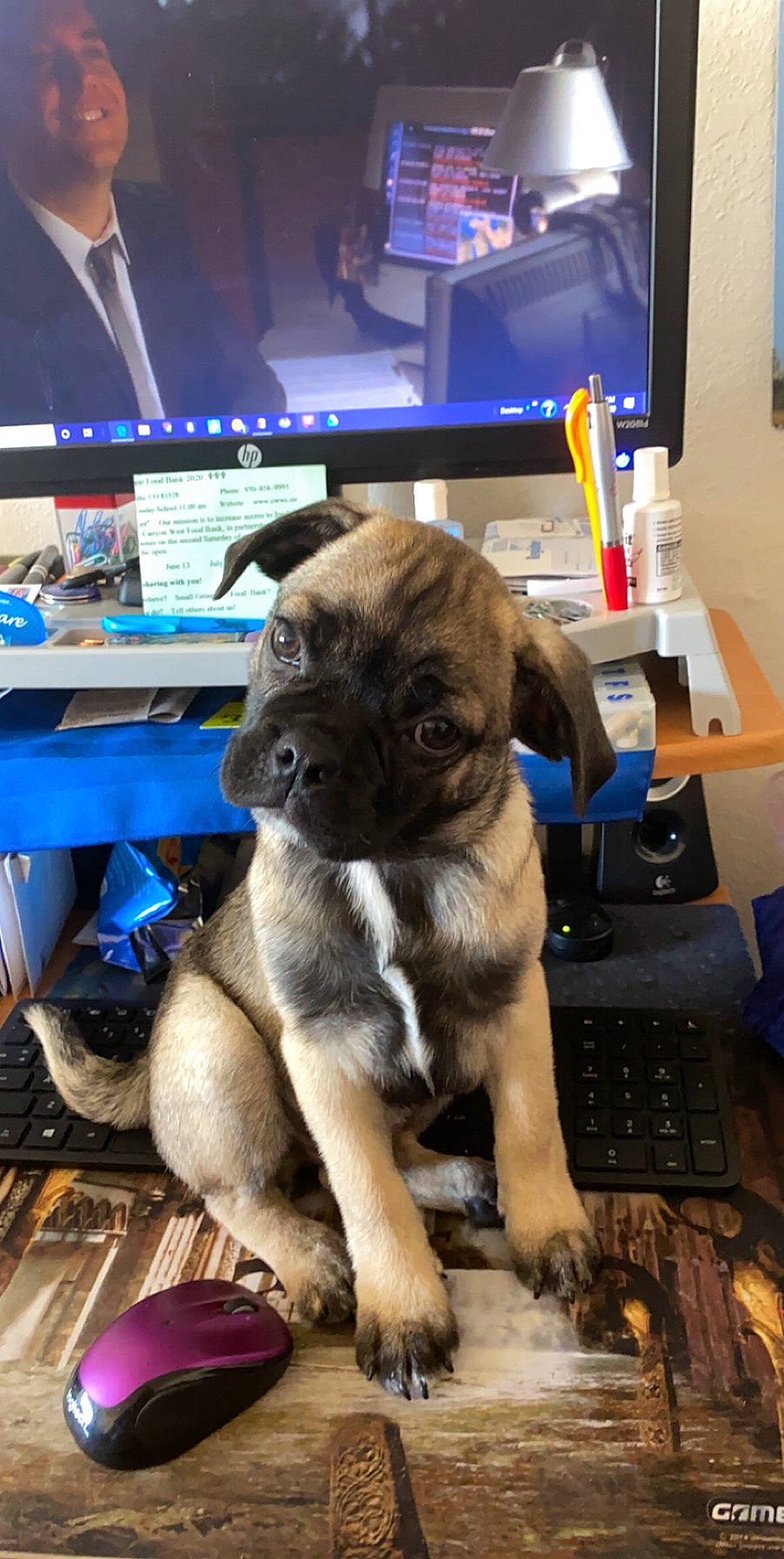 Thor joined the competition — help win amazing prizes! bulldog, bullmastiff, canidae, carnivore, companion_dog, dog, dog_breed, english_mastiff, fawn, mammal, non_sporting_group, pug, puppy, snout, vertebrate