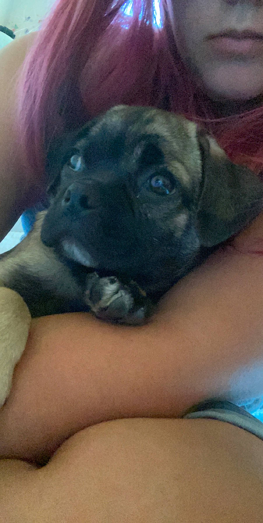 Thor is registered to the contest to win money with this photo: beagador, boerboel, boxer, bullmastiff, cane_corso, canidae, carnivore, dog, dog_breed, english_mastiff, fawn, fila_brasileiro, mammal, puppy, sporting_group, vertebrate