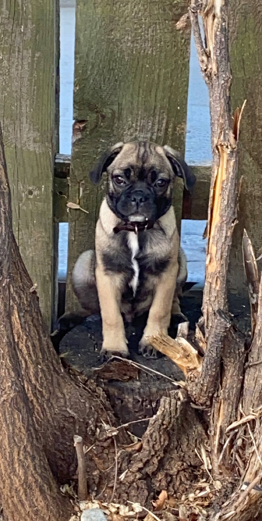 Thor joined the competition — help win amazing prizes! alaunt, bandog, boerboel, bullmastiff, canidae, carnivore, dog, dog_breed, english_mastiff, fawn, fila_brasileiro, guard_dog, mammal, molosser, perro_de_presa_canario, perro_de_presa_mallorquin, tree, vertebrate