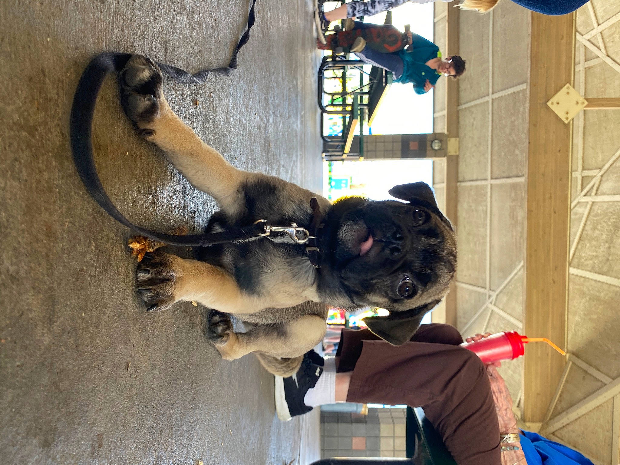 Thor joined the competition — help win amazing prizes! canidae, carnivore, companion_dog, dog, dog_breed, fawn, non_sporting_group, puppy, sporting_group