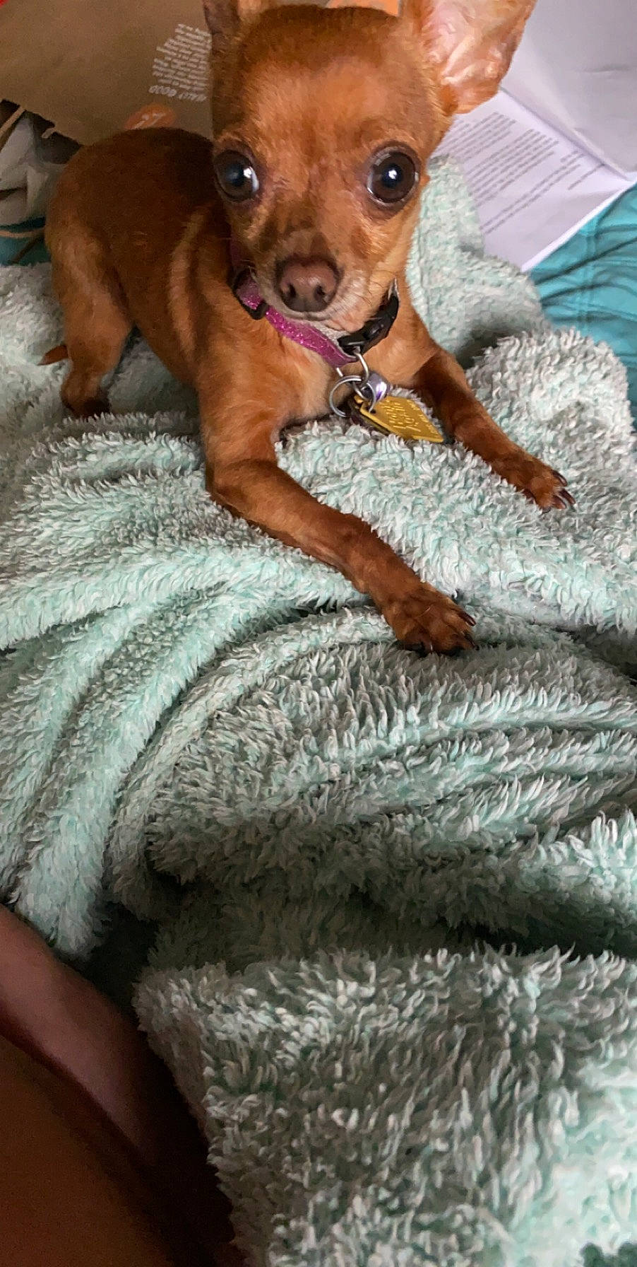 Lucky joined the competition — help win amazing prizes! canidae, carnivore, chihuahua, companion_dog, dog, dog_breed, fawn, mammal, miniature_pinscher, pinscher, puppy, russkiy_toy, sporting_group, toy_dog, vertebrate