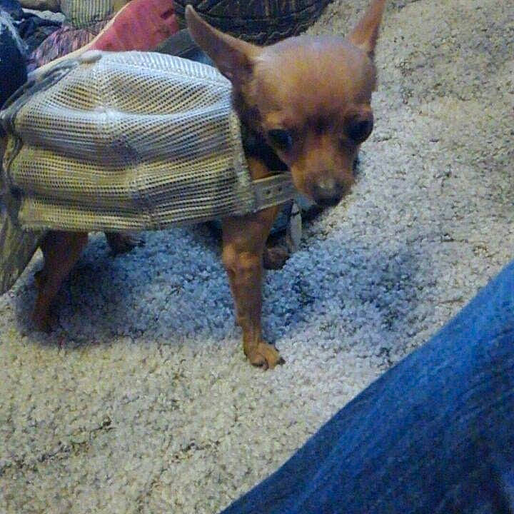 Lucky joined the competition — help win amazing prizes! canidae, carnivore, chihuahua, companion_dog, dog, dog_breed, fawn, mammal, miniature_pinscher, prazsky_krysarik, puppy, russkiy_toy, snout, toy_dog, vertebrate