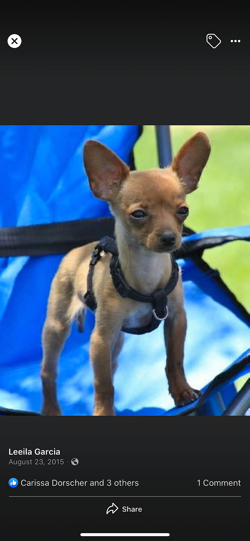 Lucky is registered to the contest to win money with this photo: canidae, carnivore, chihuahua, companion_dog, dog, dog_breed, fawn, mammal, puppy, russkiy_toy, snout, toy_dog, vertebrate