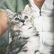 Tanya participe au concours pour gagner de l'argent avec cette photo : kitten, cat, pet, animal, feline, fluffy, cute, young, curious, indoor, person, clothing, white_jacket, sitting, soft_surface, portrait, closeup, furry, whiskers, domestic_animal