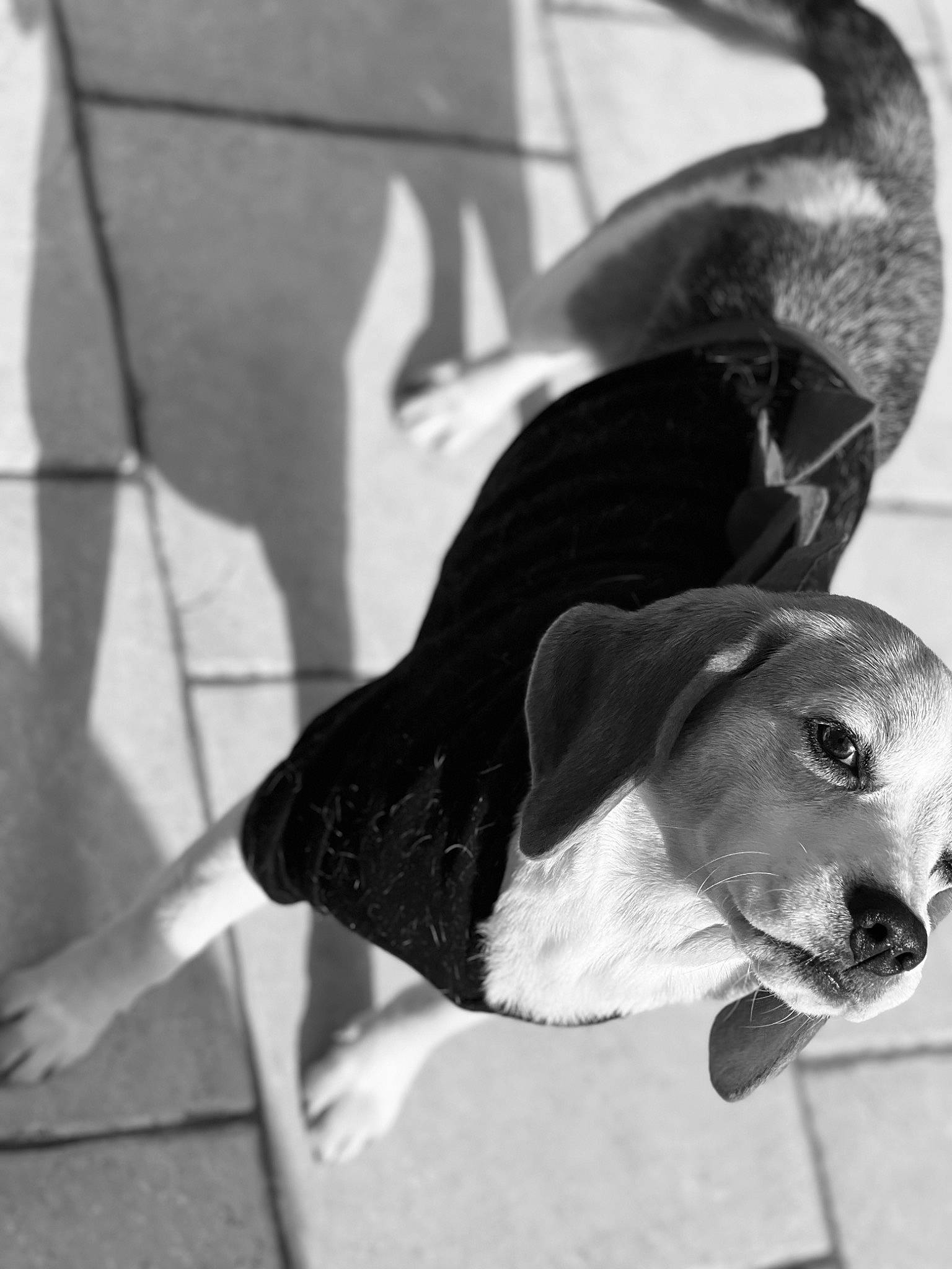 June participe au concours pour gagner de l'argent avec cette photo : black, black_and_white, carnivore, collar, companion_dog, dog, dog_breed, ear, eye, fawn, head, monochrome, monochrome_photography, pet_supply, snout, sporting_group, style, whiskers, white, working_animal