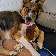 Maïa a rejoint le concours — aidez-le/la à gagner de superbes lots ! animal, cute, dog, ears, floor, fur, happy, indoor, lion_toy, mat, paw, pet, playful, plush_toy, puppy, resting, smiling, tile, tongue_out, toy