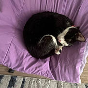 Noya is registered to the contest to win money with this photo: cat, sleeping, curled_up, black_and_white, pet, indoor, blanket, purple, fur, cozy, resting, animal, cute, domestic, feline, paw, quiet, relaxed, soft, napping