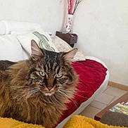 Pompom a rejoint le concours — aidez-le/la à gagner de superbes lots ! blanket, cat, coffee_table, cozy, cushion, decorative_branches, floor_tiles, fur, green_eyes, indoor, long_hair, magazine, pet, red_throw, relaxed, sofa, tabby_cat, vase, whiskers, yellow_blanket