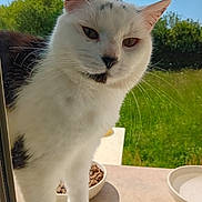 Chipie a rejoint le concours — aidez-le/la à gagner de superbes lots ! cat, white_cat, black_spots, window, glass, outdoor, greenery, grass, sunlight, food_bowl, pet, animal, whiskers, ears, face, curious, close_up, domestic_cat, nature, daylight