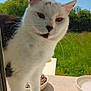 cat, white_cat, black_spots, window, glass, outdoor, greenery, grass, sunlight, food_bowl, pet, animal, whiskers, ears, face, curious, close_up, domestic_cat, nature, daylight