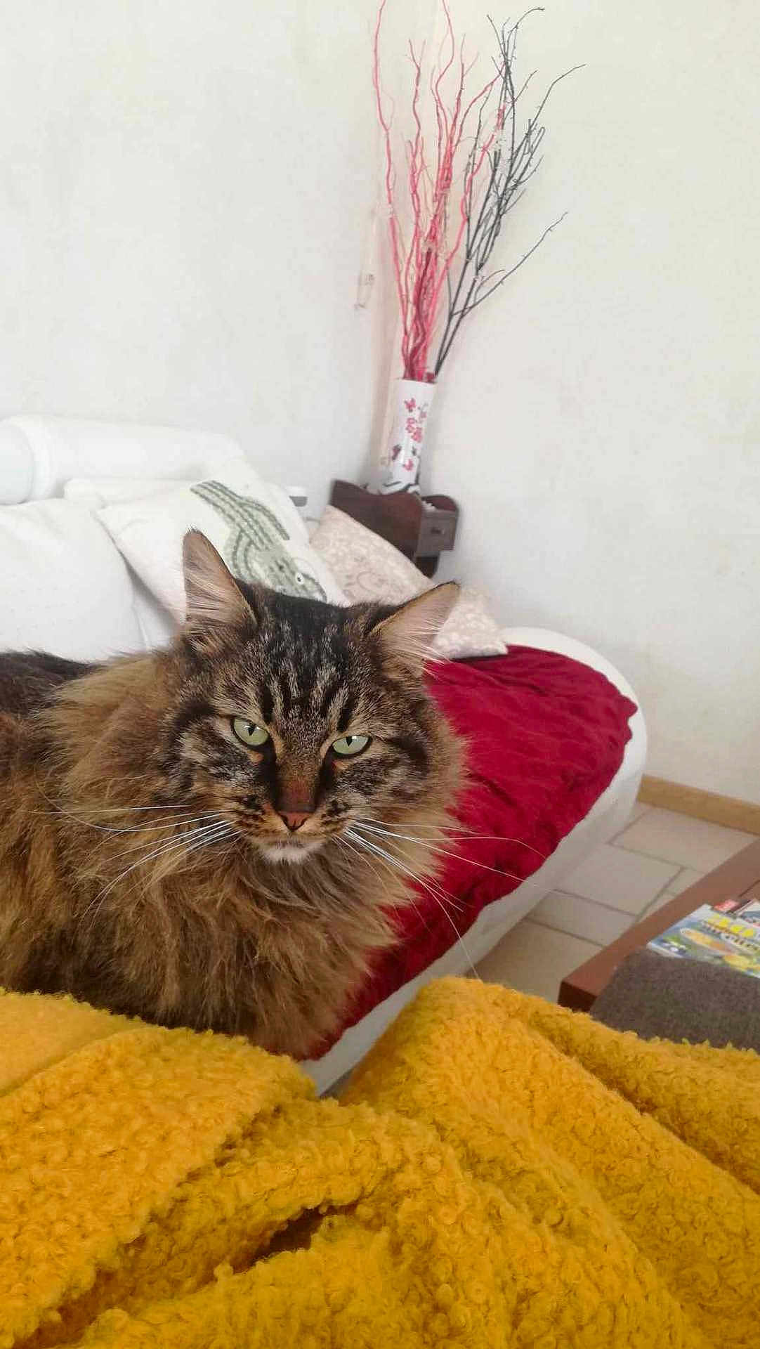 Petit Bout Et Chipie participe au concours pour gagner de l'argent avec cette photo : cat, tabby_cat, long_hair, green_eyes, whiskers, fur, pet, indoor, sofa, cushion, blanket, yellow_blanket, red_throw, vase, decorative_branches, coffee_table, magazine, floor_tiles, cozy, relaxed