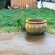 Petit Bout a rejoint le concours — aidez-le/la à gagner de superbes lots ! animals, backyard, cats, curious, daytime, flowerpot, foliage, garden, green_grass, nature, orange_flowers, outdoor, peaceful, pets, plants, quiet, rustic, shrub, wet_ground, wooden_shed