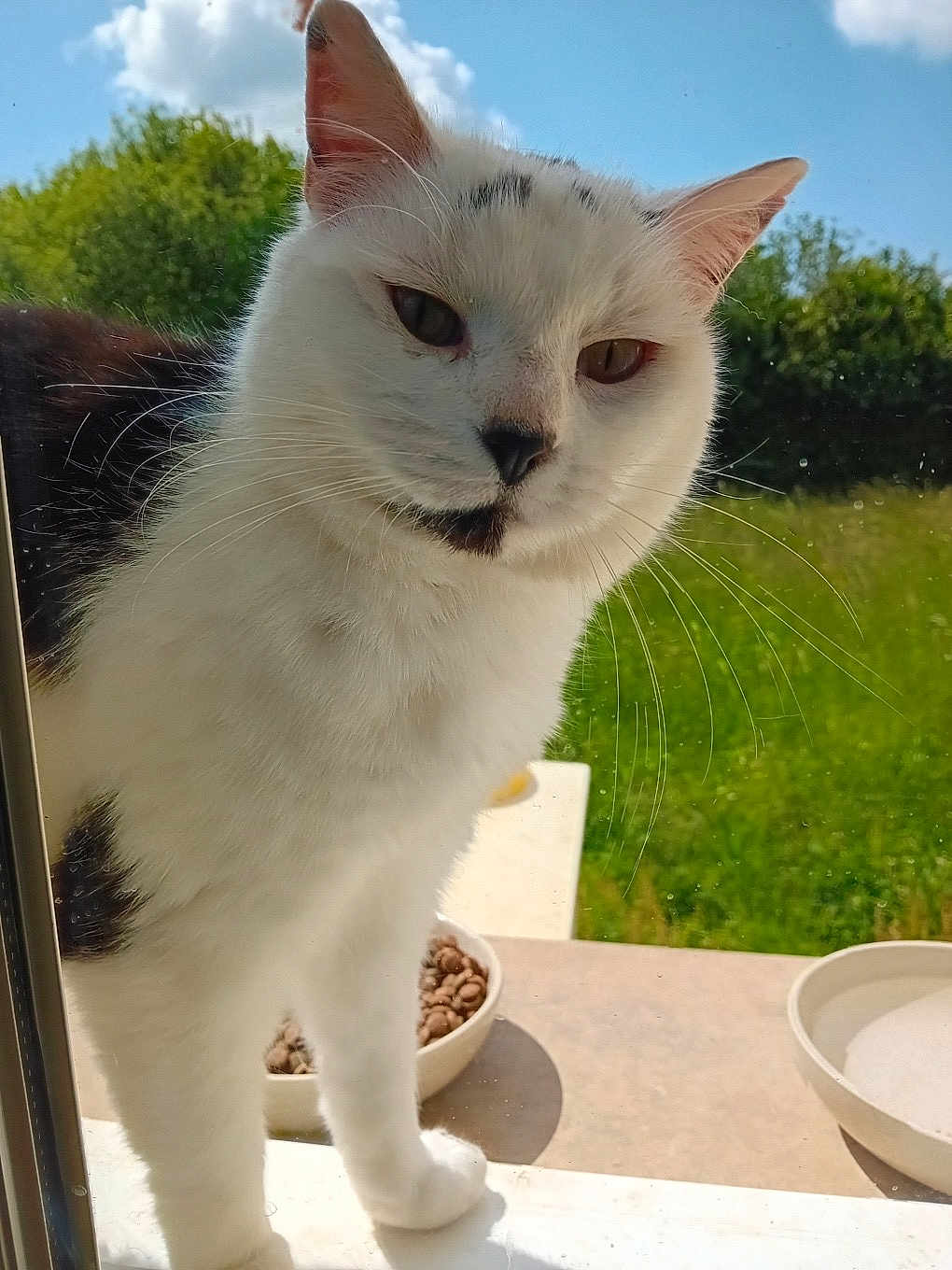 Petitbout a rejoint le concours — aidez-le/la à gagner de superbes lots ! cat, white_cat, black_spots, window, glass, outdoor, greenery, grass, sunlight, food_bowl, pet, animal, whiskers, ears, face, curious, close_up, domestic_cat, nature, daylight