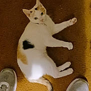 Tater Tot is registered to the contest to win money with this photo: cat, calico, carpet, indoor, shoes, pet, animal, floor, lying, curious, tail, white, orange, black, domestic, mammal, feline, looking_up, casual, comfortable
