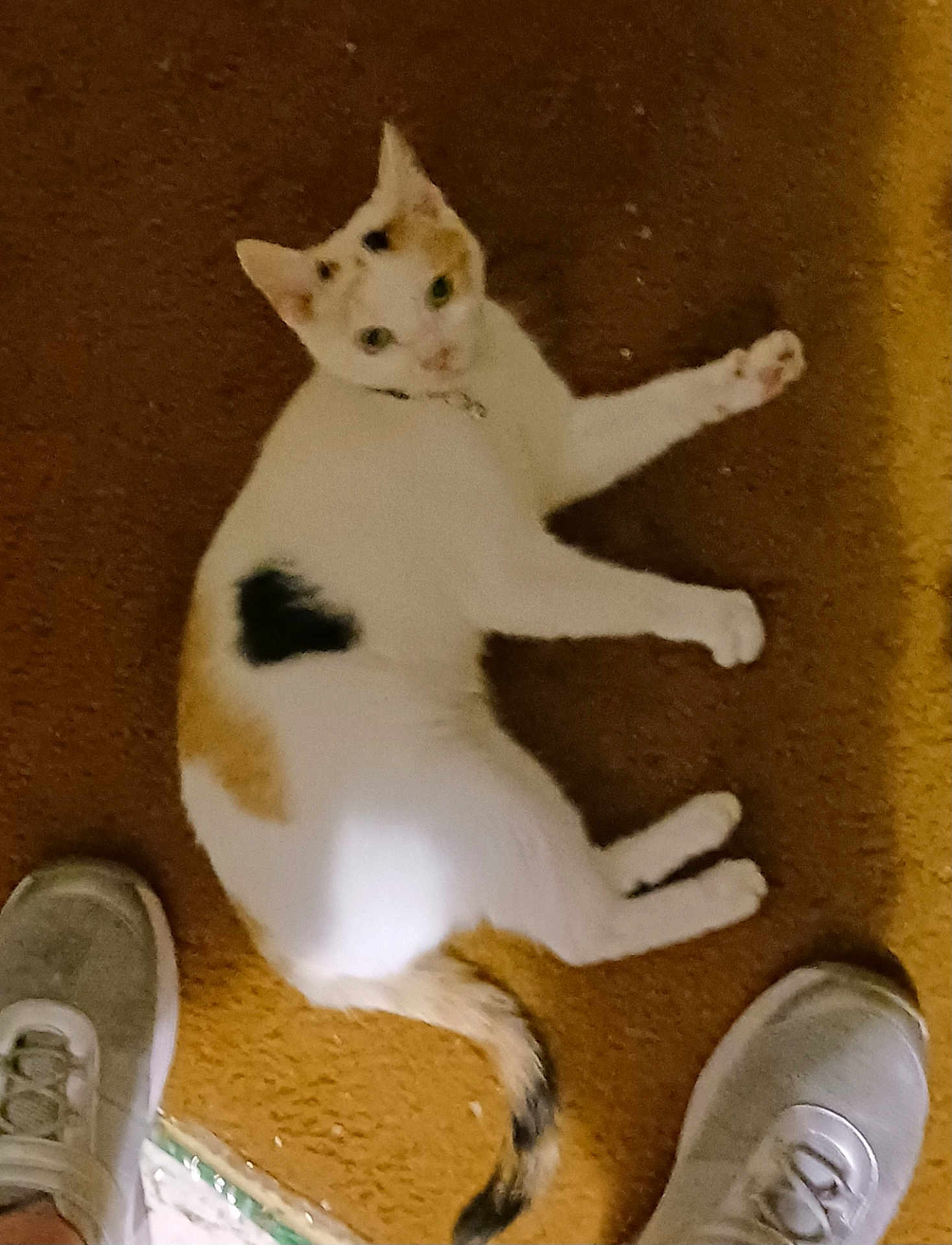 Tater Tot