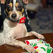 Popeye joined the competition — help win amazing prizes! dog, small_dog, card_game, uno_cards, table, paw, collar, indoor, pet, playing_cards, brown_eyes, short_fur, black_white_brown_fur, wooden_table, close_up, animal, cute, focused, domestic_animal, house