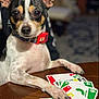 dog, small_dog, card_game, uno_cards, table, paw, collar, indoor, pet, playing_cards, brown_eyes, short_fur, black_white_brown_fur, wooden_table, close_up, animal, cute, focused, domestic_animal, house