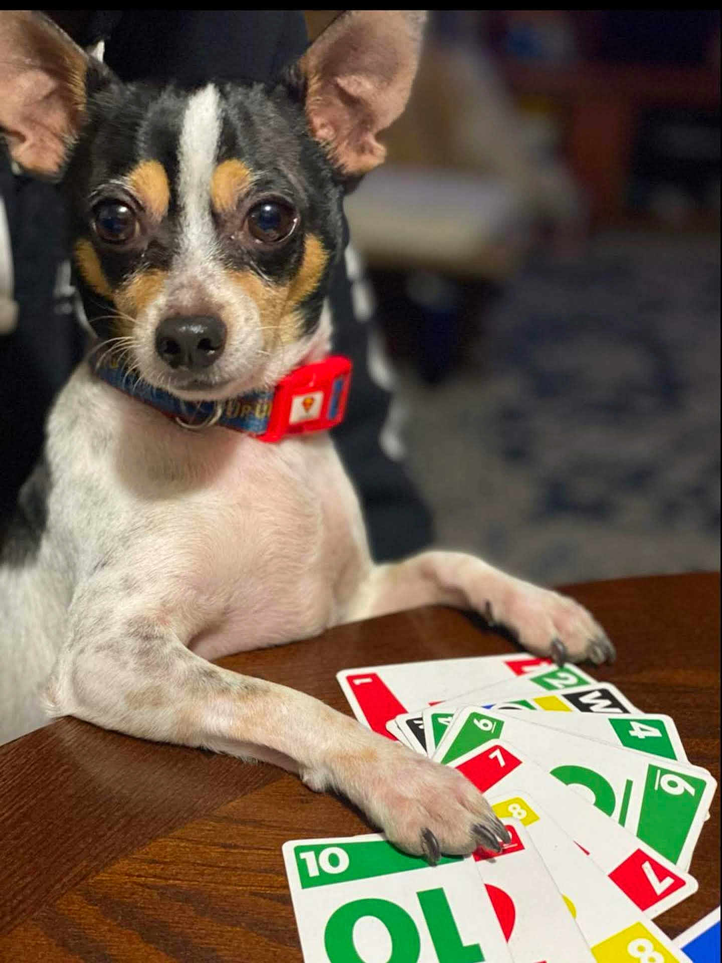 Popeye joined the competition — help win amazing prizes! dog, small_dog, card_game, uno_cards, table, paw, collar, indoor, pet, playing_cards, brown_eyes, short_fur, black_white_brown_fur, wooden_table, close_up, animal, cute, focused, domestic_animal, house
