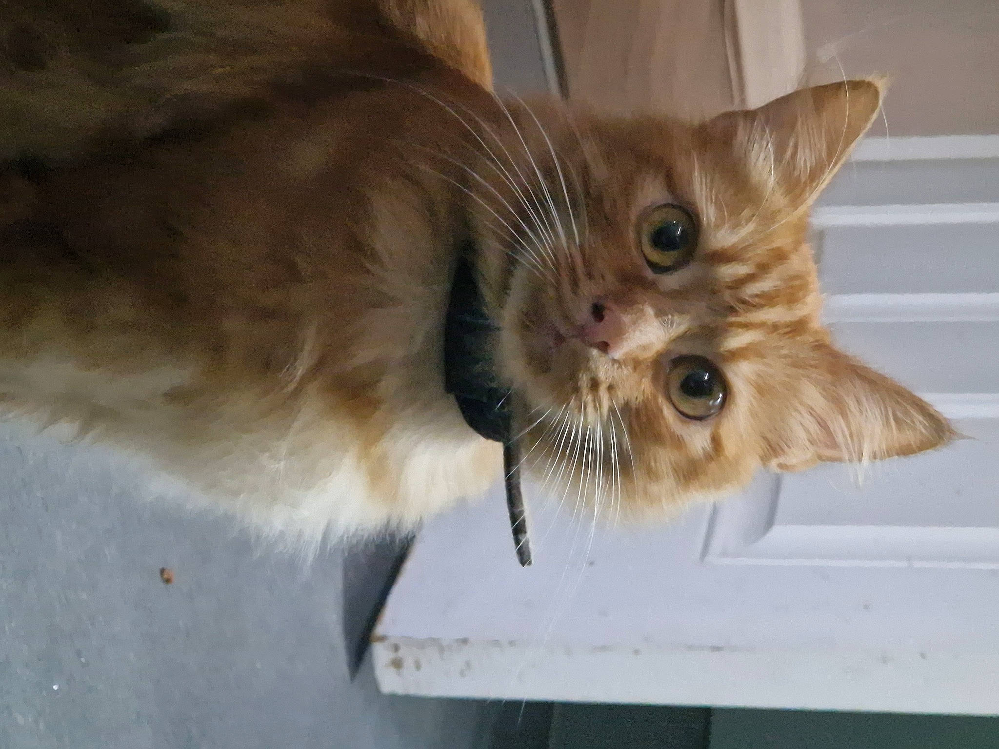 Blaze joined the competition — help win amazing prizes! cardboard, carnivore, cat, claw, domestic_short_haired_cat, fawn, felidae, fur, paw, small_to_medium_sized_cats, snout, tail, whiskers, wood