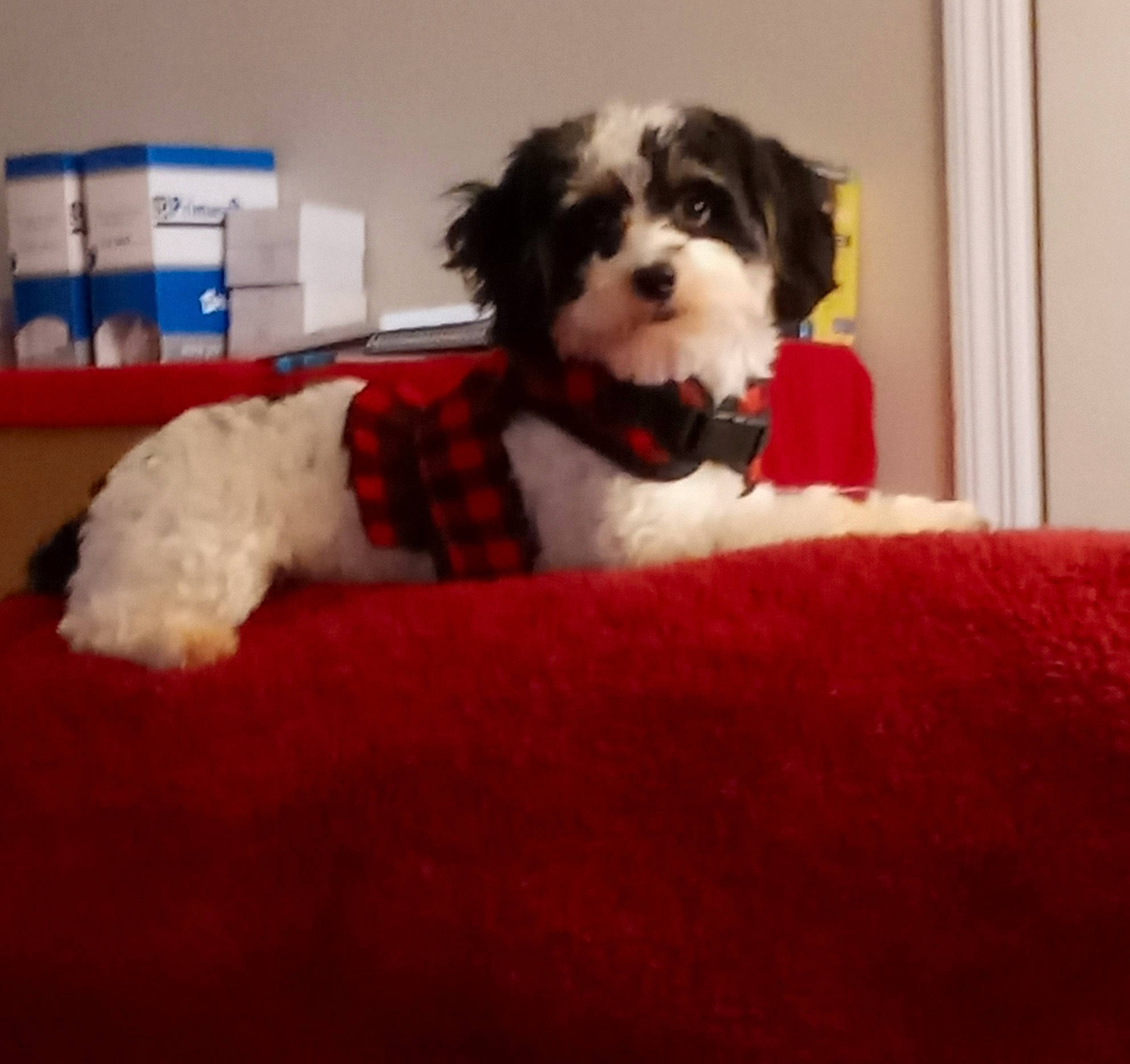 Tobi joined the competition — help win amazing prizes! canidae, carnivore, comfort, companion_dog, couch, dog, dog_bed, dog_breed, dog_supply, fur, maltepoo, non_sporting_group, pattern, small_terrier, snout, sporting_group, terrier, toy_dog, water_dog, working_animal