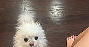 Cloud joined the competition — help win amazing prizes! animal, barefoot, companion, curious, cute, dog, domestic, floor, fluffy, home, human_leg, indoor, looking_up, paws, pet, scruffy, small_dog, toenail_paint, white_dog, wooden_floor