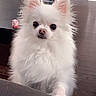 Cloud is registered to the contest to win money with this photo: animal, blurred_background, curious, cute, dog, ears, eyes, face, floor, fluffy, fur, house, indoor, looking, nose, paw, pet, pomeranian, small_dog, white