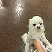 Cloud is registered to the contest to win money with this photo: adorable, animal, companion, cute, dog, domestic_animal, fluffy, friendly, fur, hands, indoor, looking_up, mammal, pet, portrait, small_dog, tiny, white_fur, wooden_floor, young
