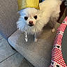 Cloud joined the competition — help win amazing prizes! animal, beige_chair, canine, chair, crown, curious, cute, dog, domestic_animal, festive, fluffy, fur, golden_crown, indoor, looking_up, pet, small_dog, tablecloth, tile_floor, white_dog