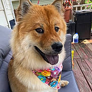 Luna joined the competition — help win amazing prizes! dog, bandana, outdoor, pet, tongue_out, happy, fluffy, brown_fur, ears, cushion, deck, plants, smiling, close_up, house, wooden_floor, canine, domestic_animal, portrait, daylight