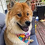 dog, bandana, outdoor, pet, tongue_out, happy, fluffy, brown_fur, ears, cushion, deck, plants, smiling, close_up, house, wooden_floor, canine, domestic_animal, portrait, daylight