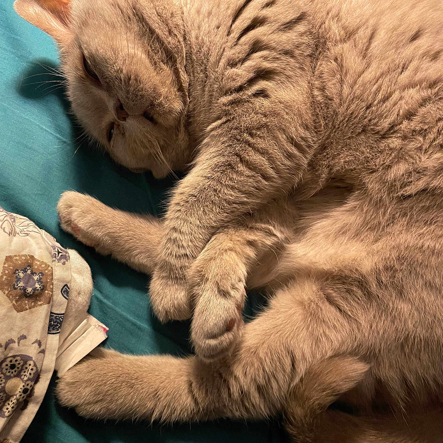 Ice Tea participe au concours pour gagner de l'argent avec cette photo : abyssinian, angora, animal, architecture, blanket, building, cat, chair, couch, furniture, hardwood, homedecor, kitten, linen, manx, person, pet, siamese, sleeping, wood