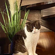 Lily a rejoint le concours — aidez-le/la à gagner de superbes lots ! brown_and_white, cat, cozy, domestic_animal, ears, eyes, feathery_plumes, feline, fur, green_leaves, home_decor, indoor, pet, plant, relaxed, sitting, table, warm_lighting, whiskers, wooden_surface