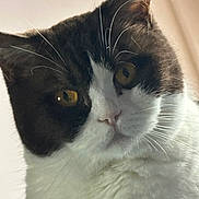 Lily a rejoint le concours — aidez-le/la à gagner de superbes lots ! black_and_white, cat, close_up, curious, cute, domestic_cat, ears, face, feline, fluffy, fur, indoor, looking_up, macro, nose, pet, portrait, whisker_detail, whiskers, yellow_eyes