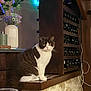 Lily participe au concours pour gagner de l'argent avec cette photo : cat, animal, indoor, perched, wooden_shelf, wine_rack, vase, flowers, stone_wall, cozy, brown_and_white, feline, pet, table, glass, decor, lighting, fur, sitting, domestic