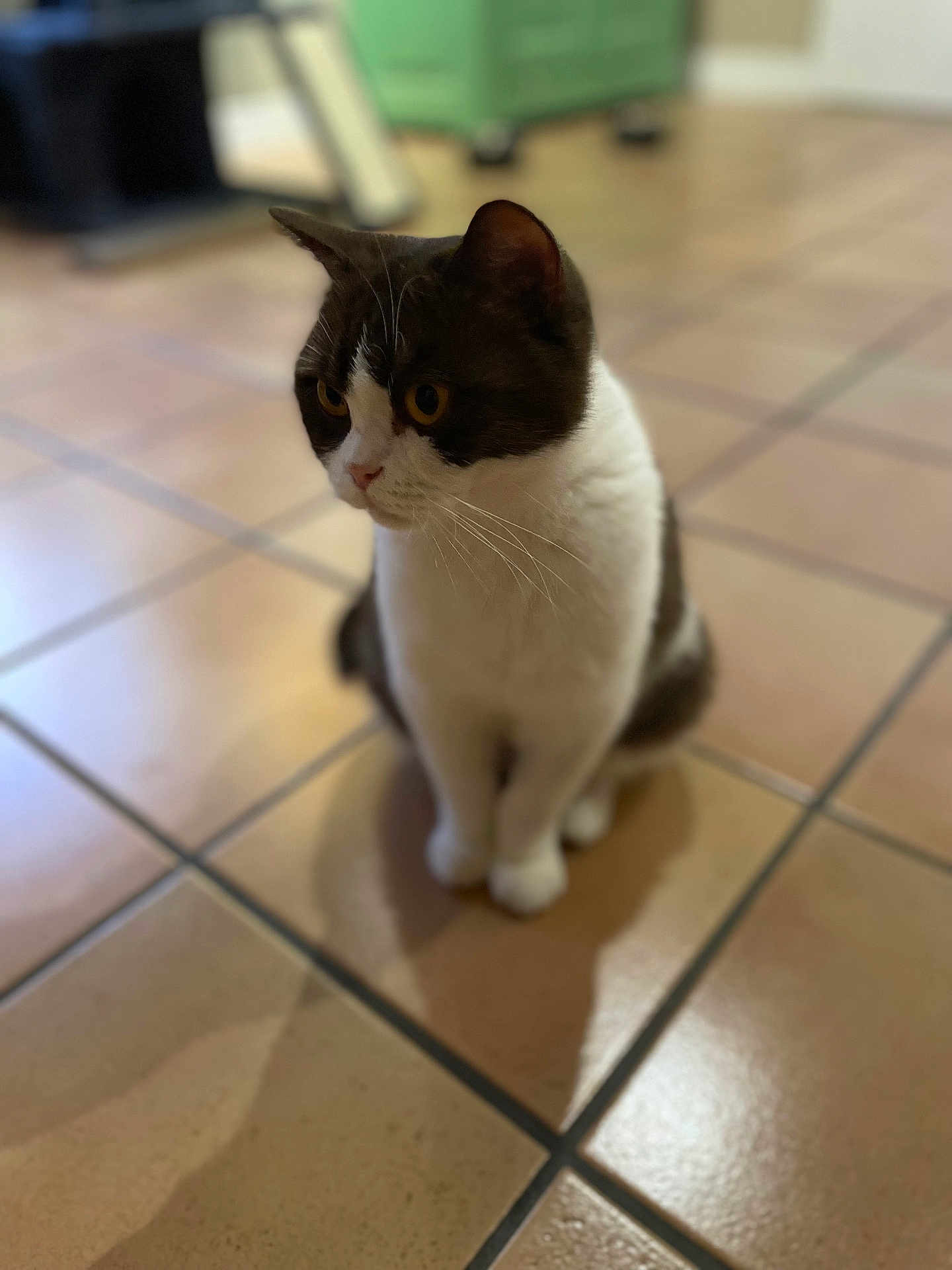 Lily