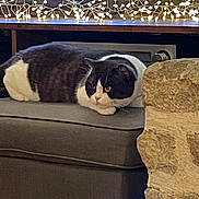 Lily participe au concours pour gagner de l'argent avec cette photo : cat, black_and_white, lounging, ottoman, fairy_lights, indoor, cozy, stone_wall, furniture, pet, resting, animal, cute, domestic_cat, gray, relaxed, fluffy, home, decor, quiet