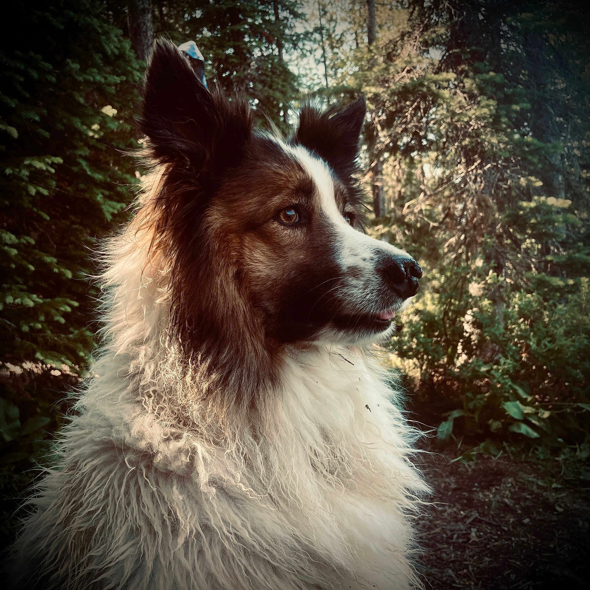 Tilly is registered to the contest to win money with this photo: animal, canine, cockerspaniel, collie, dog, grass, hound, husky, land, nature, outdoors, papillon, person, pet, plant, puppy, terrier, tree, vegetation, woodland