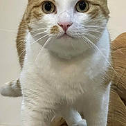 Minou participe au concours pour gagner de l'argent avec cette photo : animal, cat, close_up, couch, curious, cute, domestic, ears, feline, floor, fur, ginger_and_white, indoor, looking, pet, portrait, standing, tail, wall, whiskers